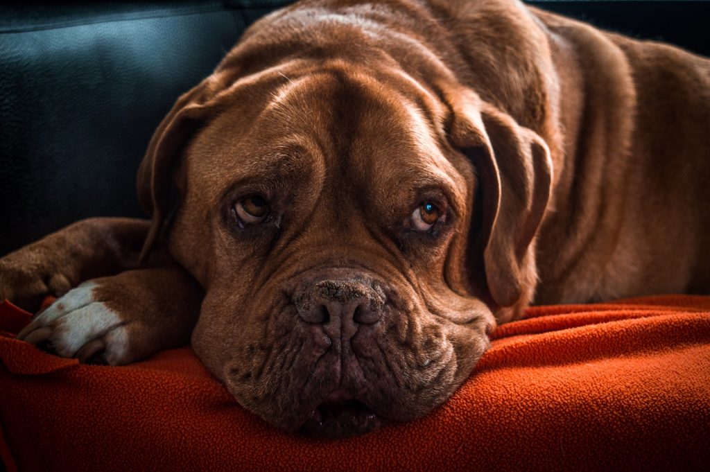 Durchfall bei Hunden Ursachen & Behandlung Kftbayern.de