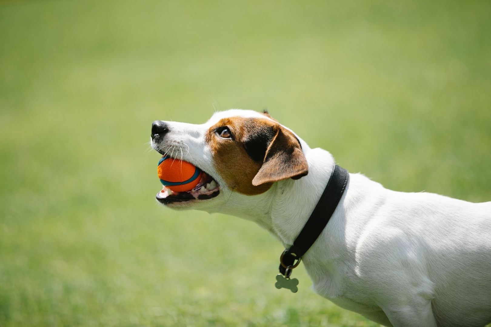 Weiß-brauner Hund trägt einen orangefarbenen Ball im Maul
