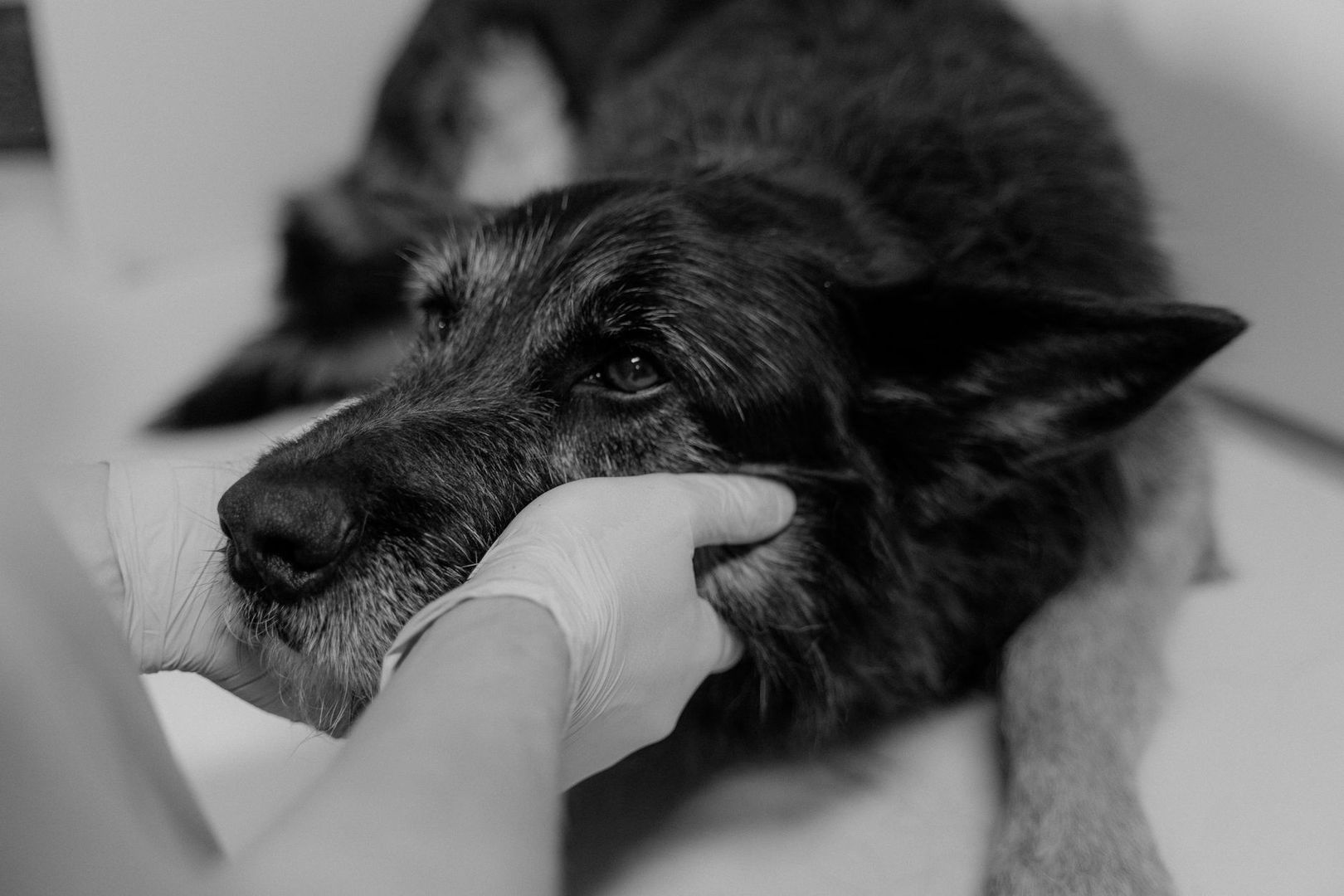 Tierärztliche Untersuchung eines Hundes mit behutsamem Griff am Kopf
